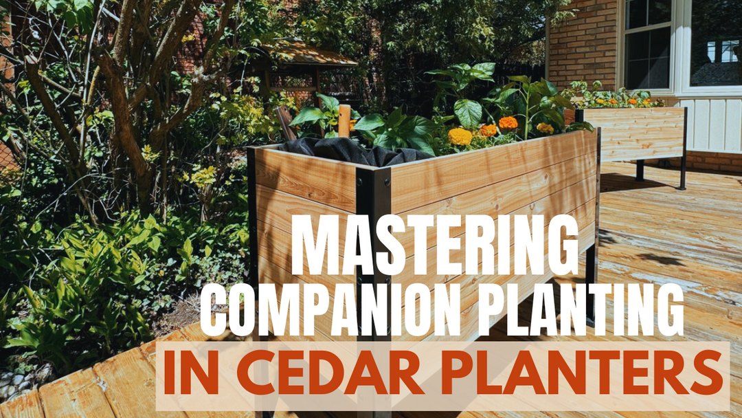 Mastering Companion Planting in Cedar Planters